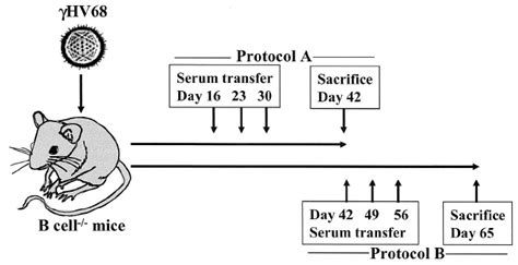 Serum Transfer Protocol Groups Of B Cell Ϫ Ϫ Mice Were Infected With