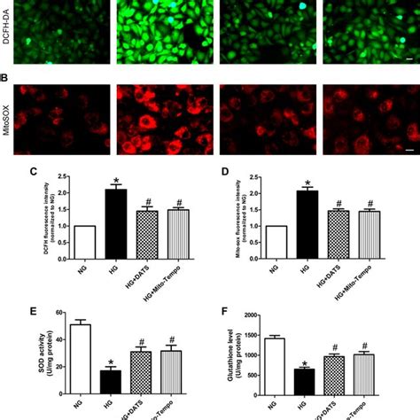 Effect Of Dats On Inhibition Of High Glucose Induced Huvec Apoptosis In