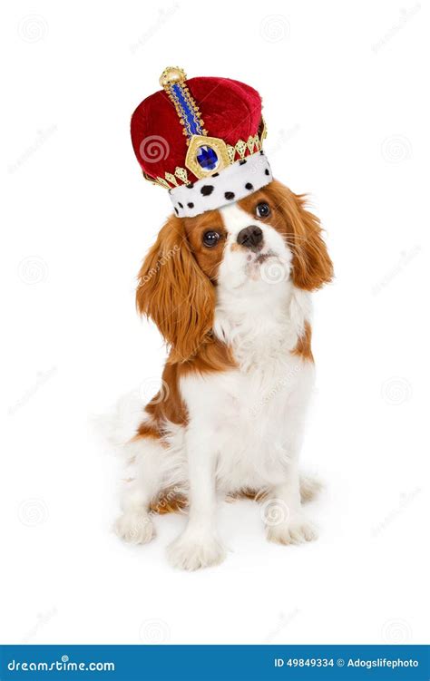 423 King Charles Crown Stock Photos - Free & Royalty-Free Stock Photos from Dreamstime