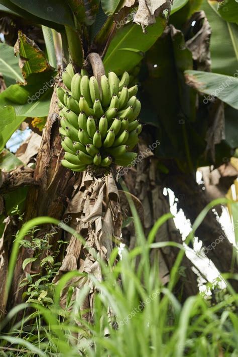 Ramo De Pl Tanos Verdes Inmaduros Que Cuelgan De La Palmera Un