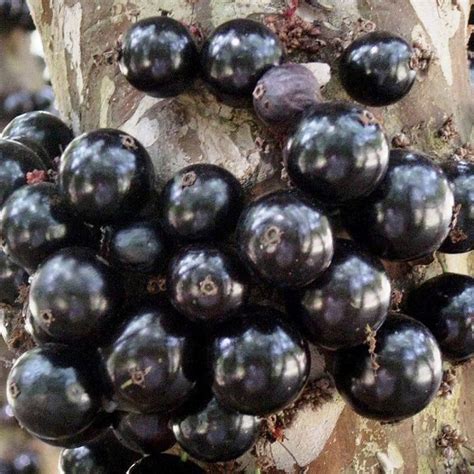 Muda De Jabuticaba H Brida Precoce Safari Garden