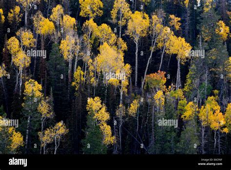 Aspen Trees Populus Tremuloides And Conifers In Autumn Sevier