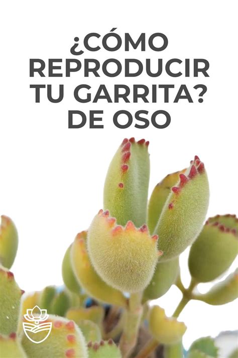 C Mo Reproducir Tu Suculenta Garra De Oso Cactus Garden Plants