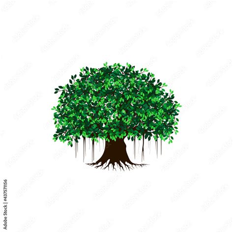 Banyan Tree Vector Illustration Roots Of Banyan Tree Stock Vector