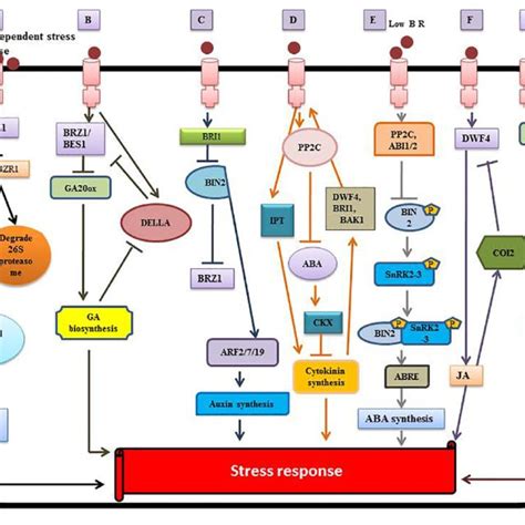 Crosstalk Between Brs And Other Phytohormones A Interplay Between Download Scientific