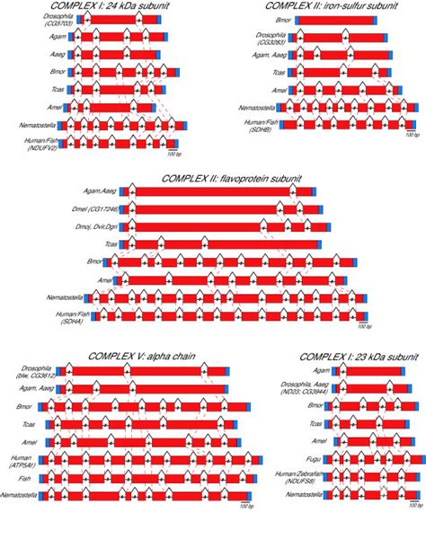 Examples of comparative analysis of the exon/intron structure of... | Download Scientific Diagram