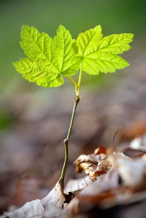 Planting Tree Sapling Images : Check spelling or type a new query. | TheImagesBytes