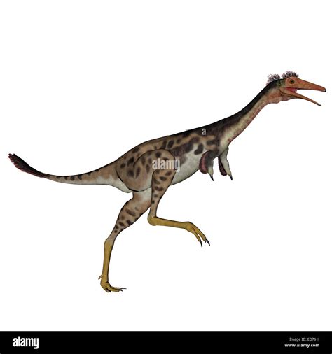 Mononykus Olecranus Hi Res Stock Photography And Images Alamy