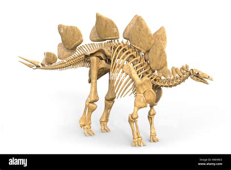 Stegosaurus dinosaur skeletal structure, illustration. These dinosaurs lived during the late ...