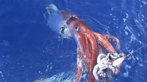 Kraken Le Poulpe Géant Serait Il En Réalité Un Calmar