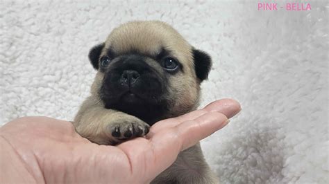 EP French Bulldogs - French Bulldog Puppies for Sale in Beaverton, OR