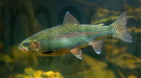 Regenbogenforelle Oncorhynchus Mykiss