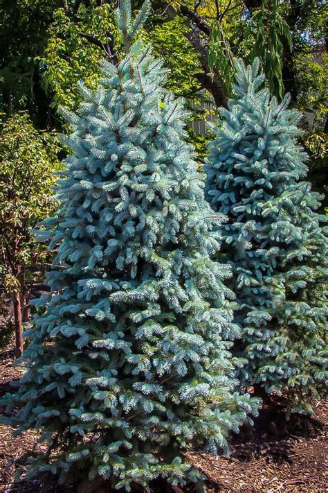 Dwarf Evergreen Trees Colorado Aq Garden Plant