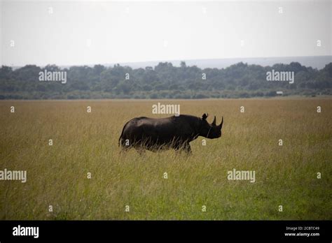 Black Rhino in Africa Stock Photo - Alamy