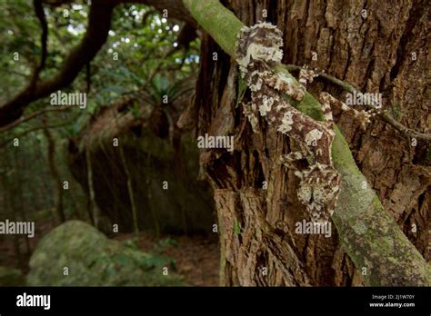 A New Species Of Leaf Tailed Gecko Saltuarius Eximius Sits On A Tree