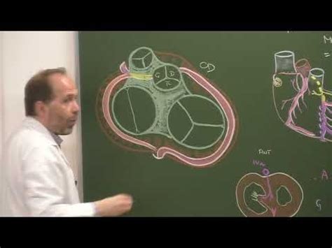 Thorax Vascularisation Du C Ur Version Youtube Coeur