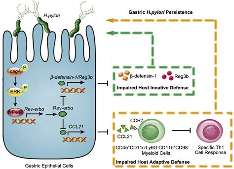 Helicobacter Pyloriinduced Rev Erb Fosters Gastric Bacteria