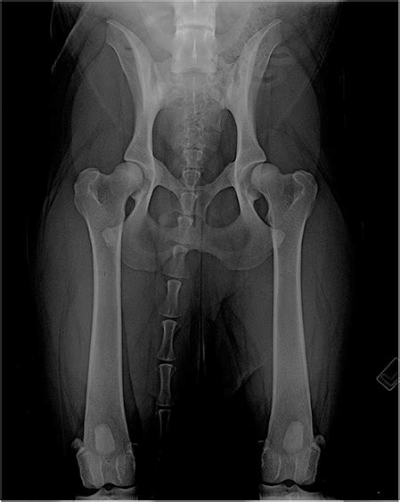 Are X Rays Safe For Dogs