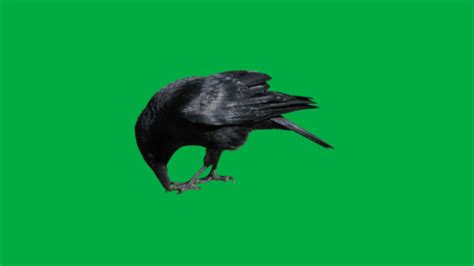 Crow Images Green Screen 10 Youtube