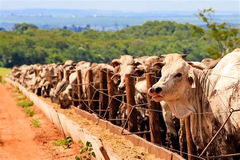 Integração Com A Pecuária é A Salvação Da Lavoura Em Mg