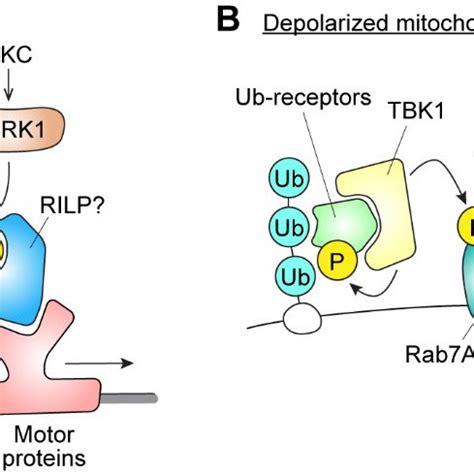 Proposed Biological Roles Of Rab Phosphorylation By Lrrk A Proposed