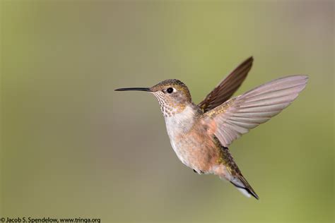 Broad Tailed Hummingbird 6