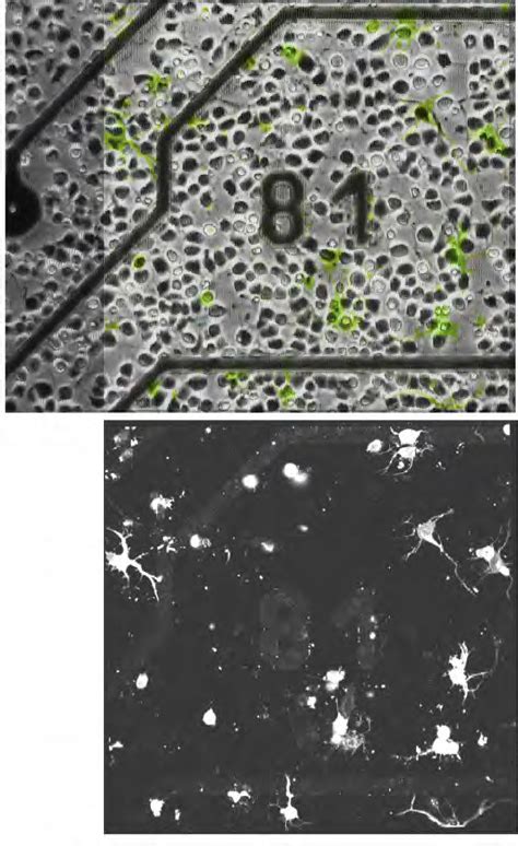 Multi Photon Fluorescence Microscopy Of Cultured Cortical Neurons And Download Scientific