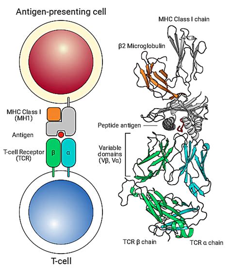 A Sequencing Approach To T Cell Receptor Antigen Recognition X Genomics