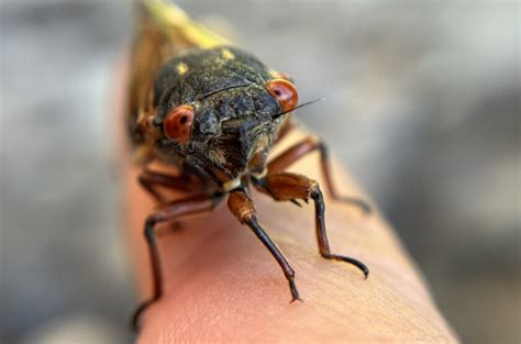 Historic Cicada Emergence In Illinois Draws Tourists From Across Us