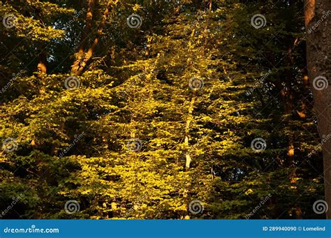 Summer Background: Green Forest in Sunlight Stock Photo - Image of ...