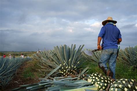 El Campesino Va Cortando Una A Una Las Plantas De Agave Posters For