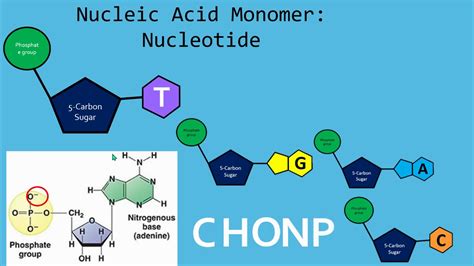 Macromolecule Review Youtube