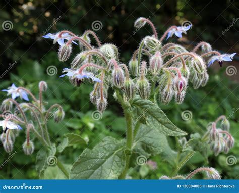 Flor Azul De Los Officinalis De La Borraja En Un Jard N Los Officinalis