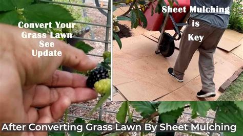 Our Follow Up To Convert Grass Lawn By Sheet Mulching One Spring