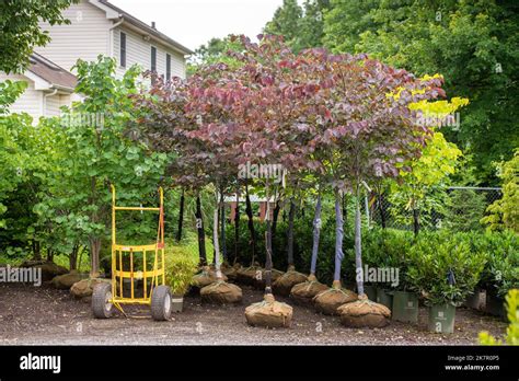 Fringe Tree Chionanthus Virginicus Stock Photo Alamy