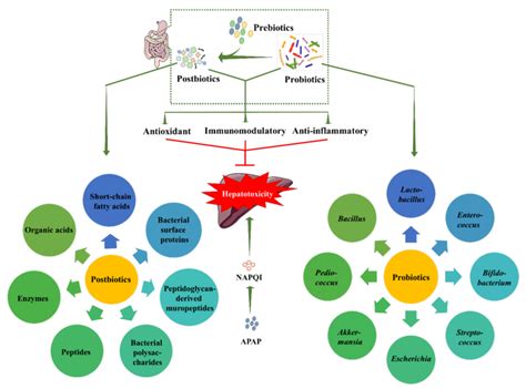 A Schematic View Of Overall Protective Roles Of Probiotics And