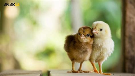 Cara Merawat Anak Ayam Dengan Cermat Panduan Untuk Pemula Anak Ui