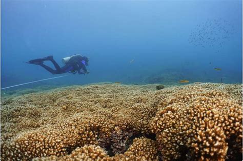 Coral reefs in the Eastern Pacific could survive into the 2060s, new ...