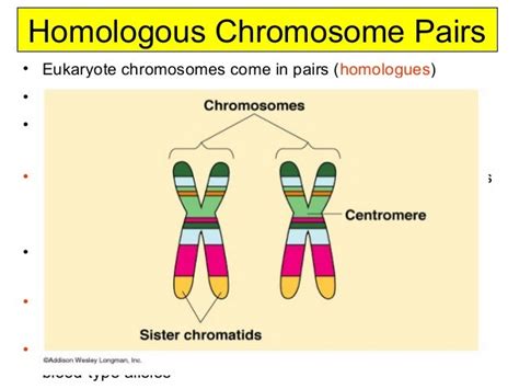 Chromosome structure