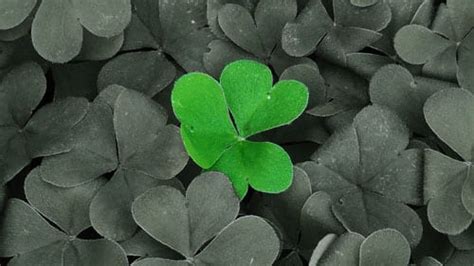 the-many-meaning-behind-the-shamrock-blog-post-banner - Woollen Way