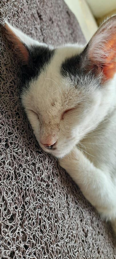 El Gato Duerme Sobre La Alfombra Foto De Archivo Imagen De Nariz