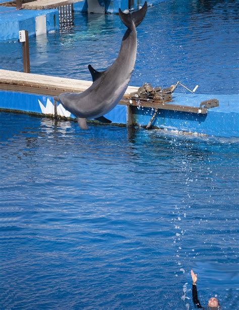 Dolphins Oceanográfico Valencia - Free photo on Pixabay - Pixabay