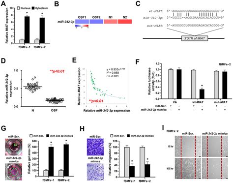 Miat Promotes Myofibroblastic Activities And Transformation In Oral