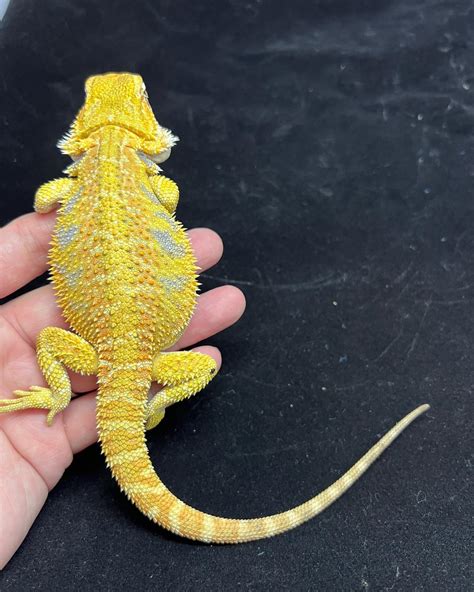 Bearded Dragons Colors