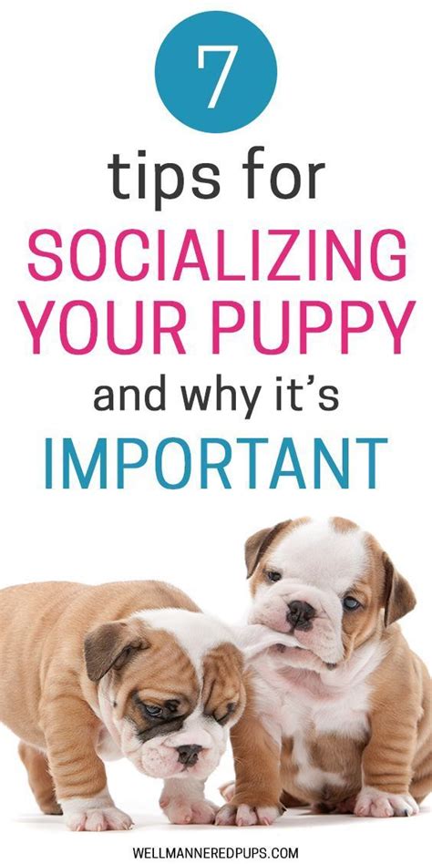 How To Socialize Your Puppy And Why It Is Important Dog Training Pet