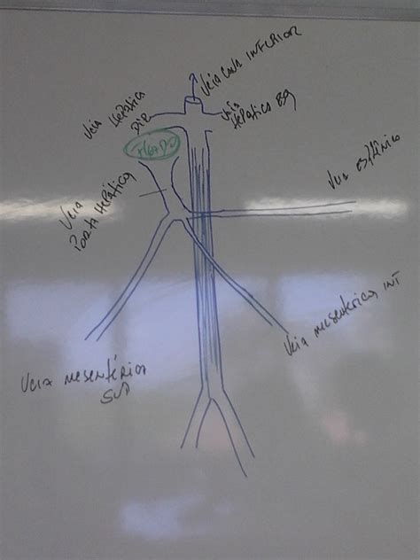 Imagem Anatomia Humana II