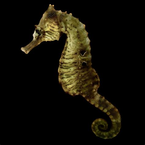 Captive Bred H Erectus Seahorse Single Juvenile Small Size Alyssa