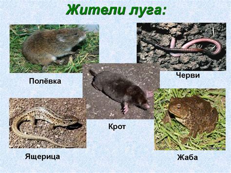 Жизнь луга - презентация онлайн