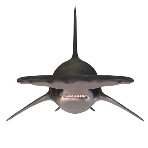 Swimming Shark Illustration 27257744 Png