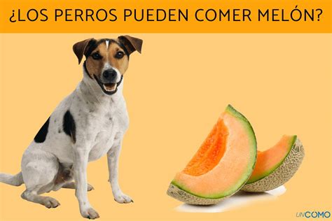 Que Fruta Esta Bien Para Los Perros